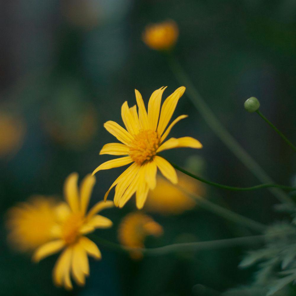 Arnika Blüten Gel